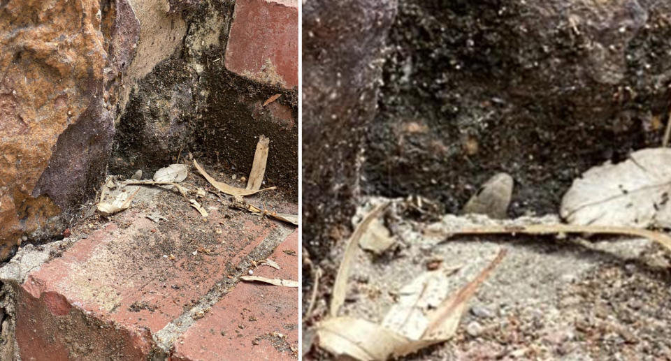 The eastern brown snake hiding in the cracks of the steps at Wirra Wirra winery. 