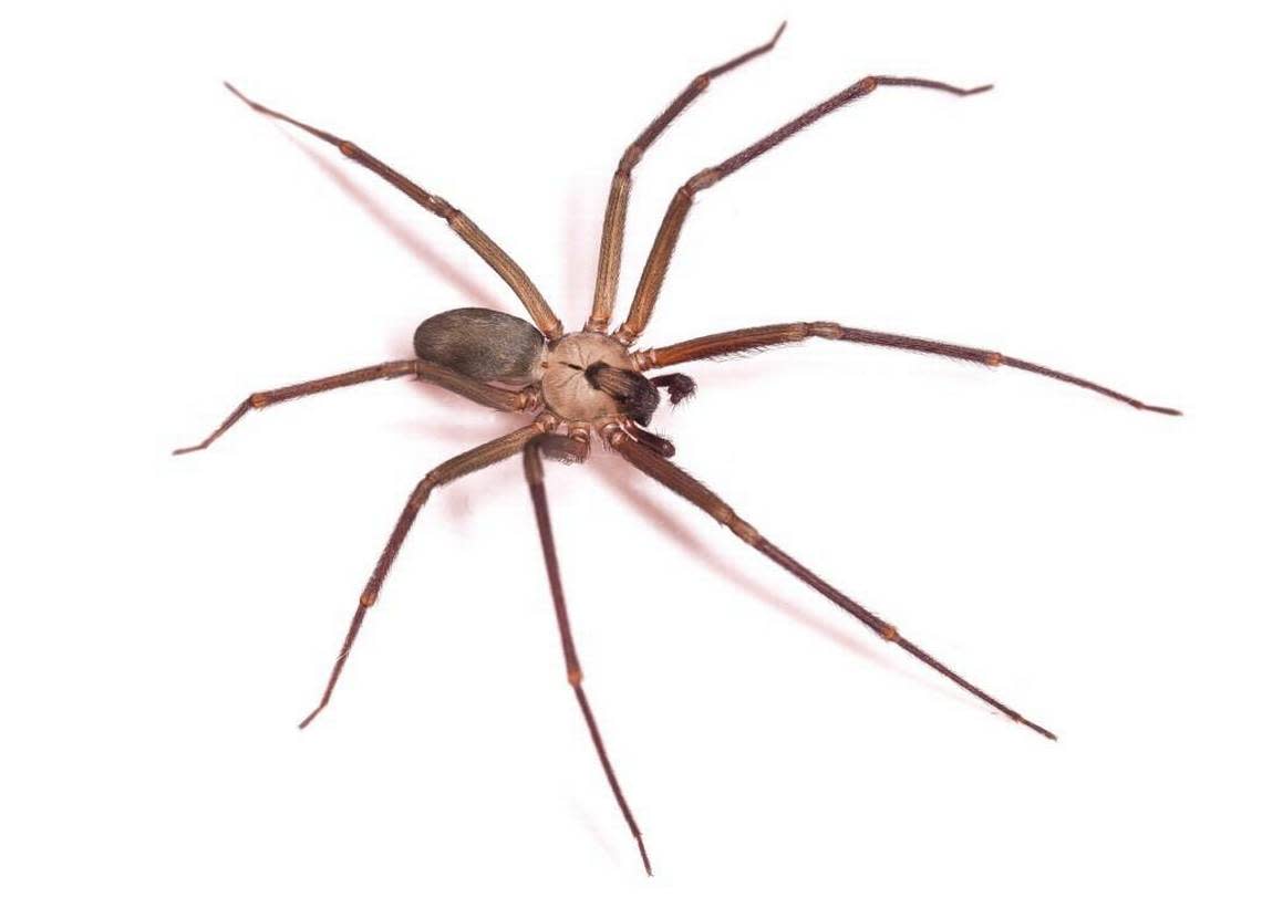 Brown recluse spiders live all over Kansas and Missouri, and they’re most active from March to October. Bites are rare because the spider avoids humans. Bites that cause damage like what John Dean suffered are even rarer.