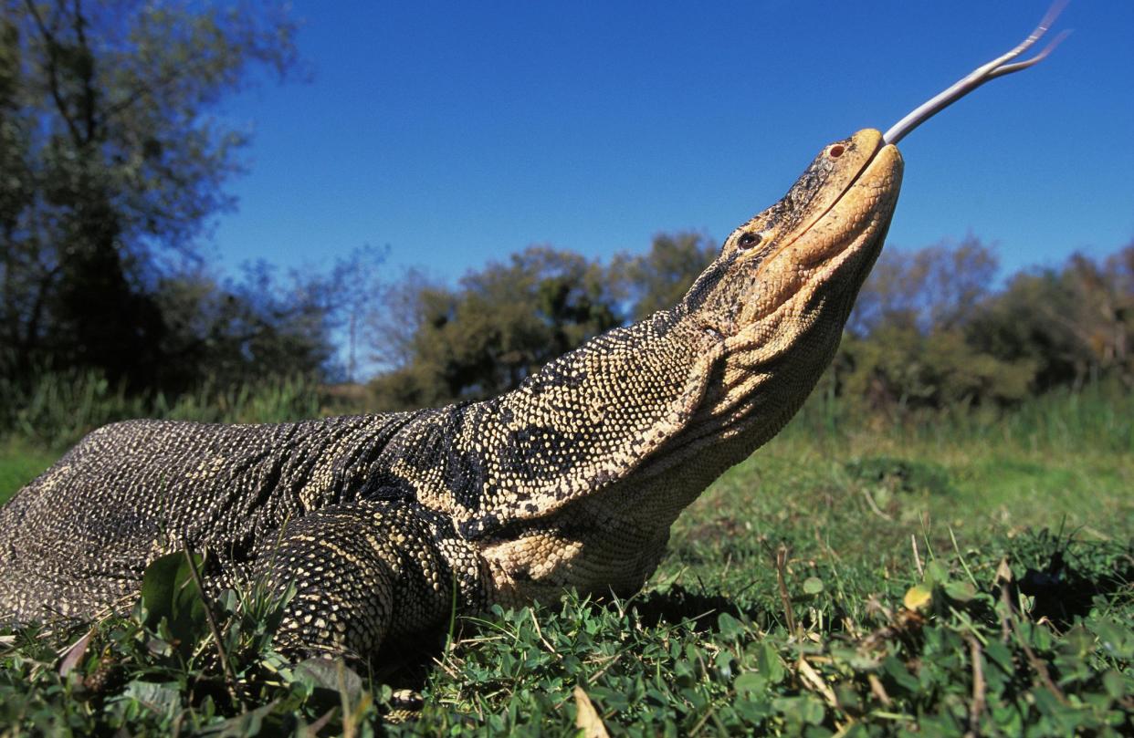 Water Monitor Lizard, varanus salvator, Adult with Tongue out