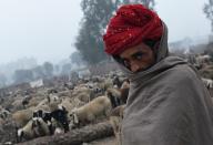<p>Nomadic shepherd from Rajasthan herd their sheep at a camp on the outskirts of New Delhi on January 20, 2016. These shepherds still cling on to pastoral nomadic life, trekking long distances in search of pasture for their sheep. </p>