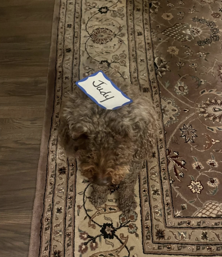 A curly-haired dog sits on a patterned rug with a paper labeled "Judy" placed on its back