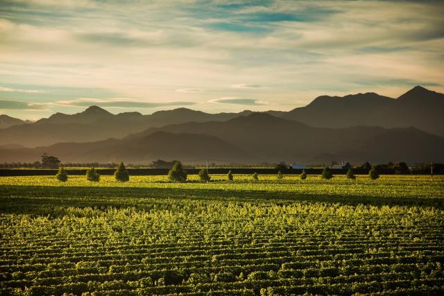 Cloudy Bay's Sauvignon Blanc 2022 marks its heritage with a new look