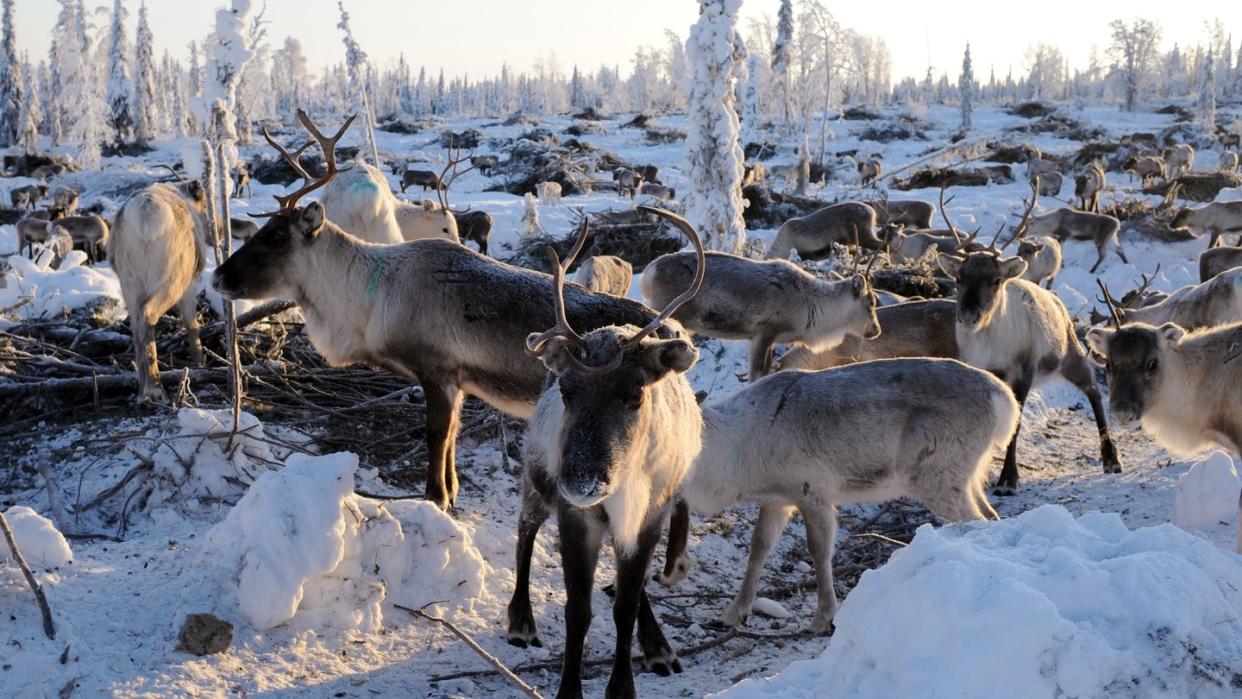 In der norwegischen Hochebene Hardangervidda ist bei einem Rentier die Prionenerkrankung Chronic Wasting Disease festgestellt worden - der erste Fall von CWD in Norwegen seit dem Winter 2017/2018 (Archiv).