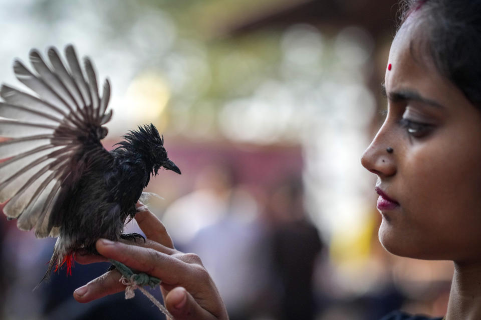 A bird owner waits for her bulbul bird to fight during the Magh Bihu harvest festival in Hajo town, on the outskirts of Guwhati, India, Jan. 15, 2024. Traditional bird and buffalo fights resumed in India’s remote northeast after the supreme court ended a nine-year ban, despite opposition from wildlife activists. (AP Photo/Anupam Nath)