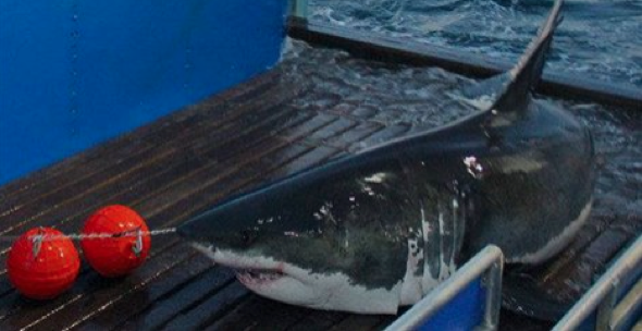 Huge 16ft great white shark spotted off coast of New York