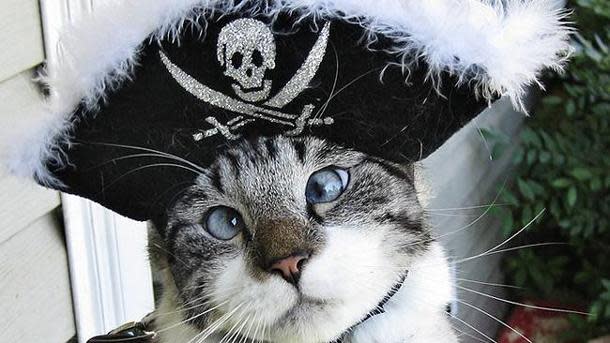 Spangles the cross-eyed cat shows off his pirate costume