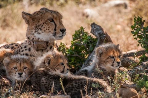 Chilli and her cubs - Credit: getty