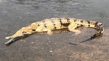 WA Police captured a freshwater crocodile in a Fitzroy Crossing industrial area.