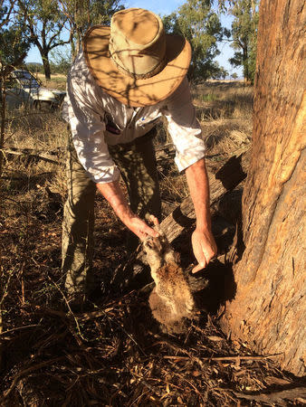 Australian farmer Robert Frend retrieves the body of a koala found dead in the bush in Gunnedah, Australia, March 12, 2017. Picture taken March 12, 2017. REUTERS/Stefica Bikes