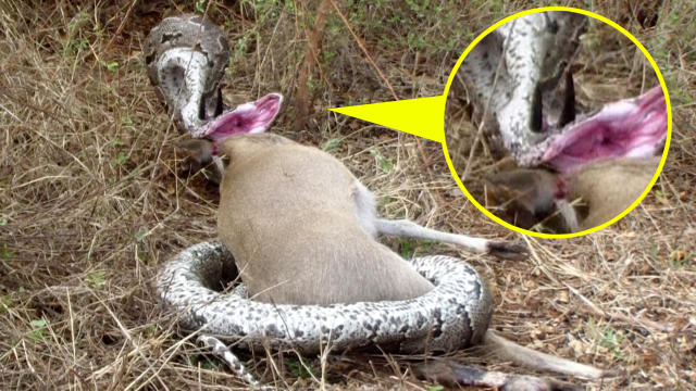 snake eating antelope