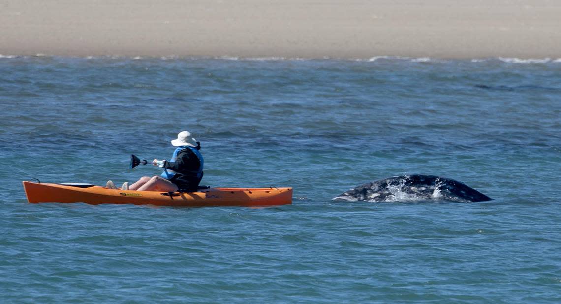 A gray whale surfaces near a kayaker in the Morro Bay Harbor near Morro Rock on Thursday, March 14, 2024. The whale has been been spotted in the harbor for the last few days. Laura Dickinson/ldickinson@thetribunenews.com