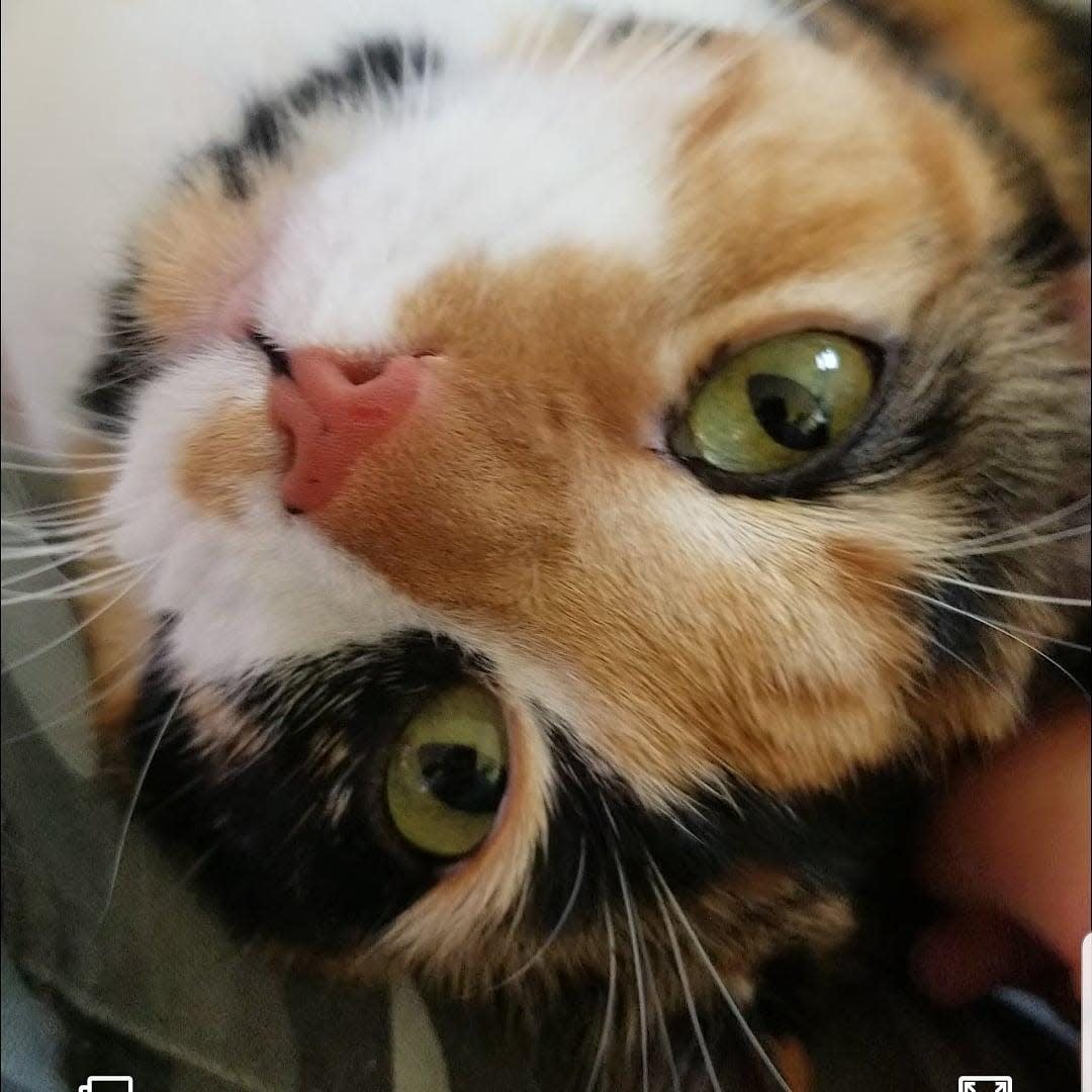 Meet a calico cat named Callie.