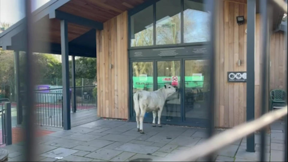 The cow tried to get into the clubhouse. (SWNS)