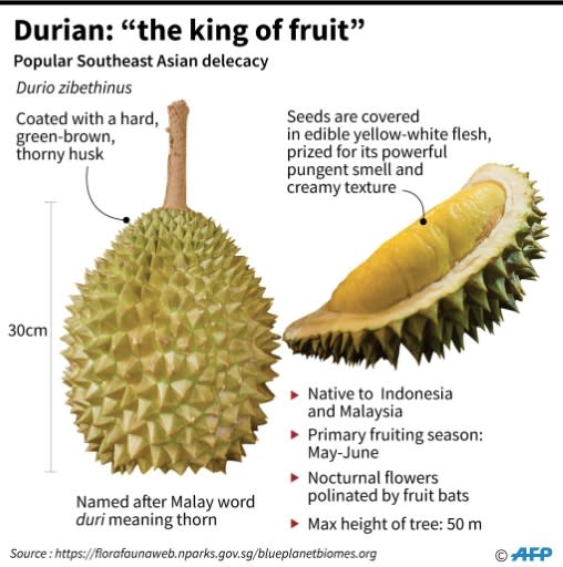 Factfile on the popular pungent Southeast Asian fruit Durian