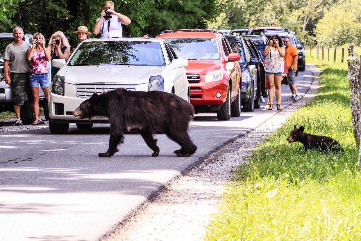 Traffic stops as a mother bear and cub cross Cades Cove Loop Road. Seeing bears is a priority for many park visitors, but getting within 50 yards of these wild animals or allowing them to access garbage can pose danger to bears and visitors alike.