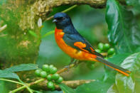 <p>When it comes to birds, the western ghats are a Mecca. One very colorful bird is the <a href="http://en.wikipedia.org/wiki/Scarlet_Minivet" rel="nofollow noopener" target="_blank" data-ylk="slk:Scarlet Minivet (Pericrocotus flammeus);elm:context_link;itc:0;sec:content-canvas" class="link ">Scarlet Minivet (<em>Pericrocotus flammeus</em>)</a> that feeds on the small insects that come to feed on the coffee fruit. And hence contributing in keeping the estates pest free. Text and photo credit <a href="http://amoghavarsha.com/" rel="nofollow noopener" target="_blank" data-ylk="slk:Amoghavarsha;elm:context_link;itc:0;sec:content-canvas" class="link ">Amoghavarsha</a>.</p>