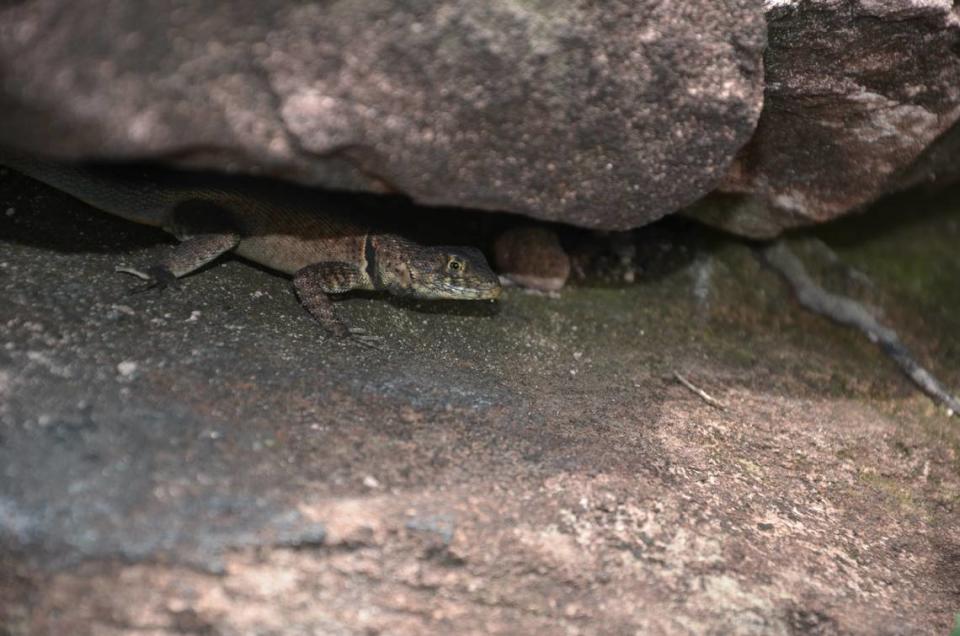 Um madiramamore tropidoso, ou lagarto de colarinho Madeira-mamore, esconde-se debaixo de uma rocha.