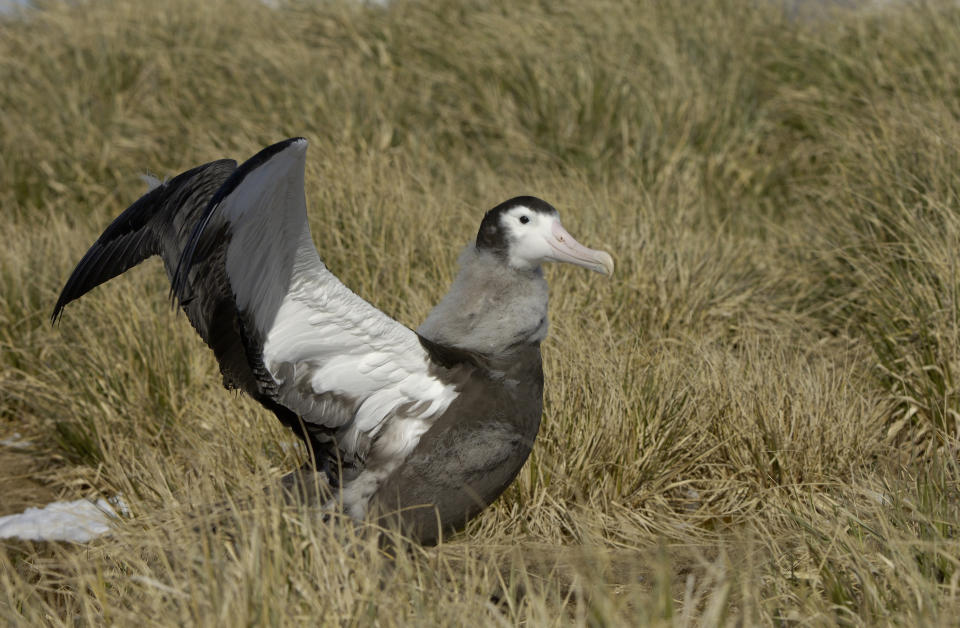 Animal species in fastest decline worldwide