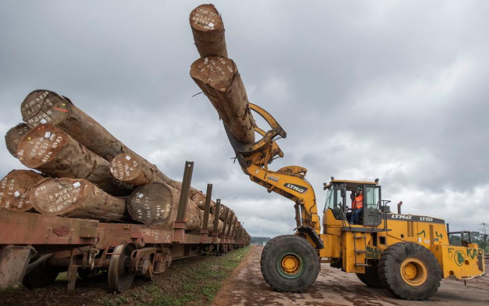 Gabon Special Economic Zone is a controlled hub for the extraction of timber on a sustainable basis - David Rose/ 