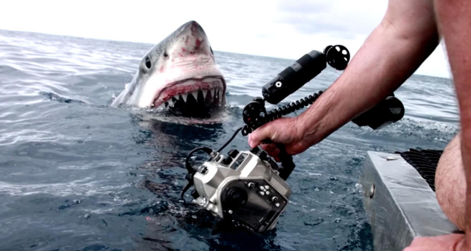 Dave Riggs holds a camera in front of a great white shark. (Photo: Discovery Shark Week/Caters News)