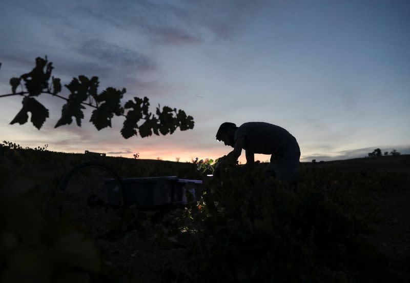 El calor obliga a la vendimia nocturna en España