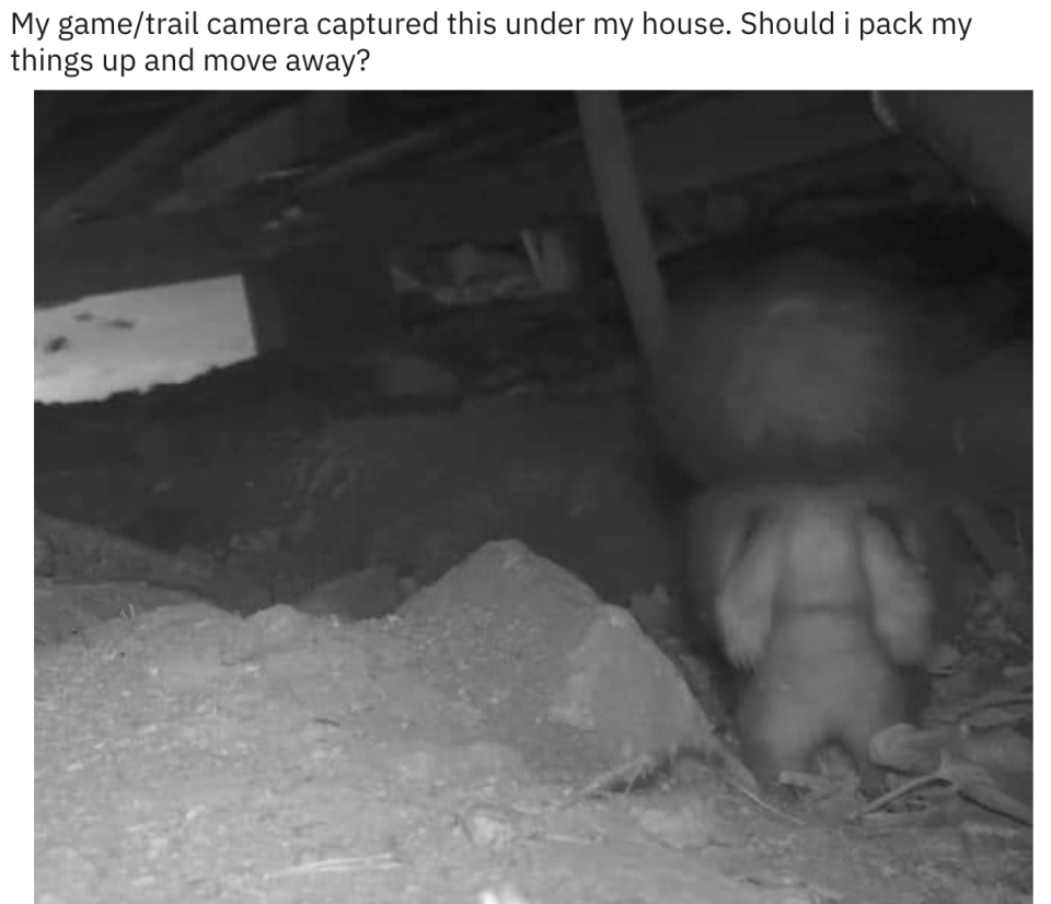 A creature under a house
