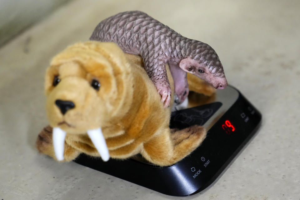 A baby Chinese pangolin is being weighed at the Prague Zoo, Czech Republic, Thursday, Feb. 23, 2023. A female baby of Chinese pangolin has been born in the Prague zoo on Feb 2, 2023, as the first birth of the critically endangered animal on the European continent, and was doing well, the park said. (AP Photo/Petr David Josek)