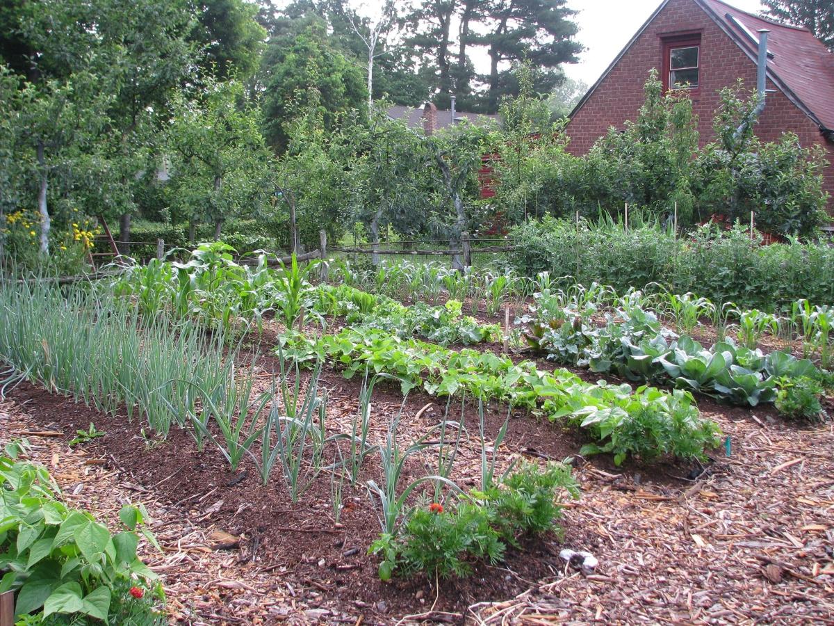 Starting A Vegetable Garden The Basics