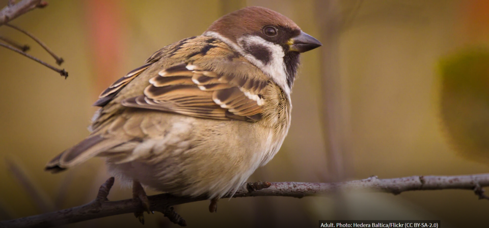 The Eurasian tree sparrow is seen in this screen capture from Audubon. The photo was taken by Helen Baltica.