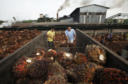 Workers unload oil palm fruits in a state-owned crude palm oil processing unit in North Sumatra May 29, 2012. REUTERS/Tarmizy Harva/Files