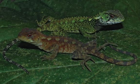 A male (top) and female of the newfound woodlizard species Enyalioides azulae.