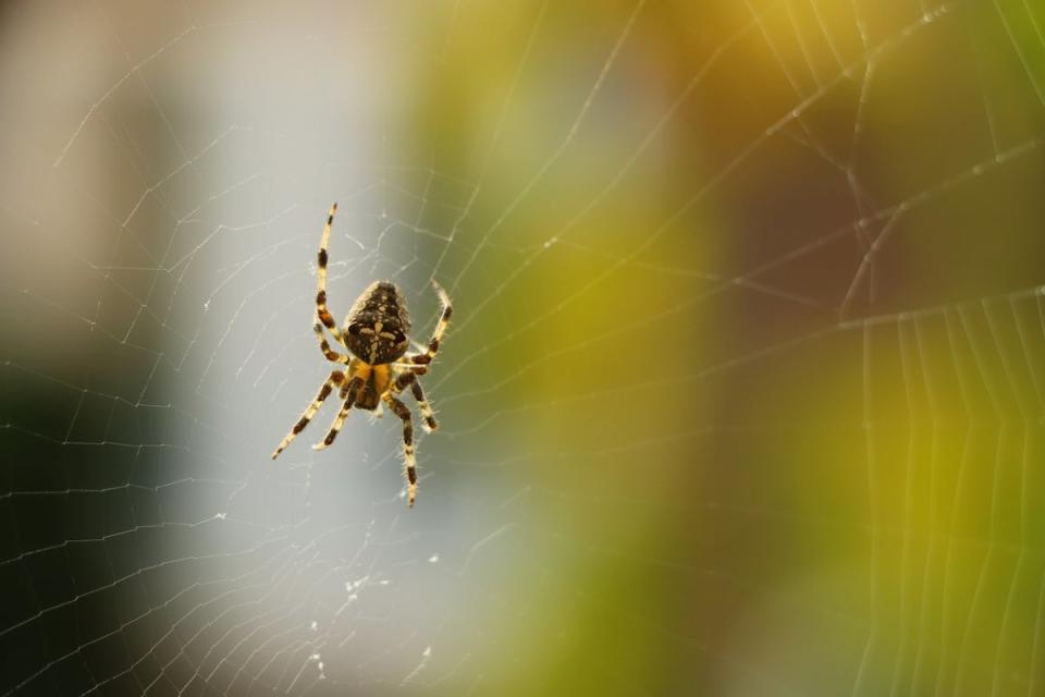 A spider in it's web