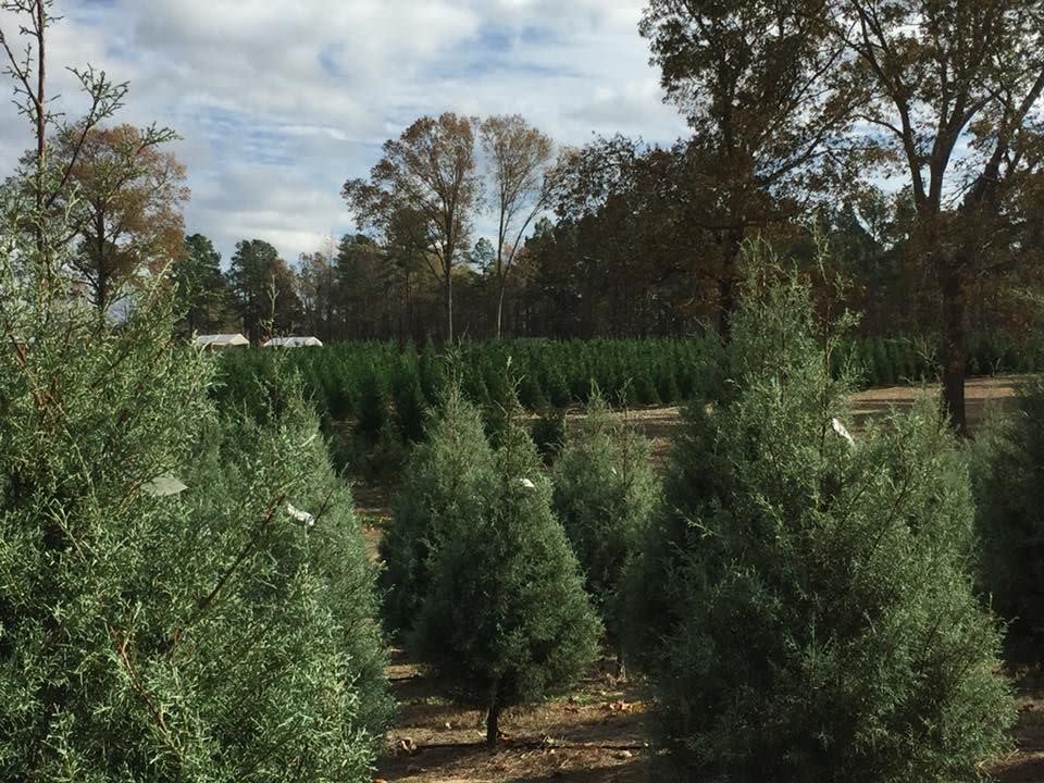 Arkansas: Motley’s Tree Farm, Little Rock