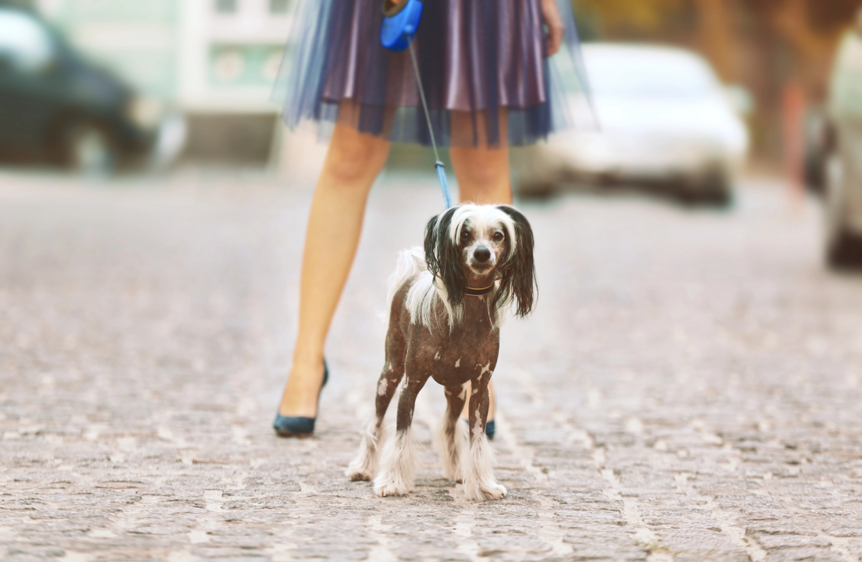 Chinese Crested Dog