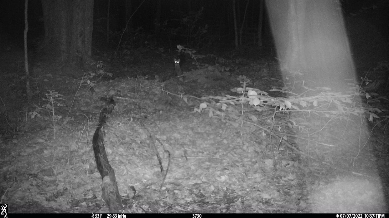 An American marten was captured July 2022 in this camera trap set by Northland College researchers on Madeline Island. It was the first confirmed sighting of the species on the island in more than 100 years.