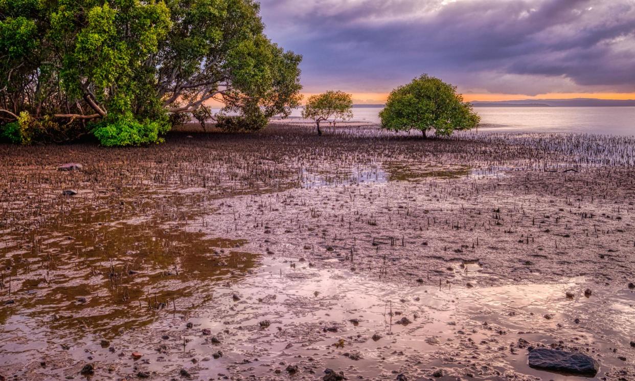 <span>The Toondah Harbour wetlands at sunrise. The site is protected under the Ramsar convention, an international treaty established to halt the loss of wetlands.</span><span>Photograph: Judy Leitch</span>