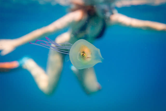 fish trapped inside jellfish
