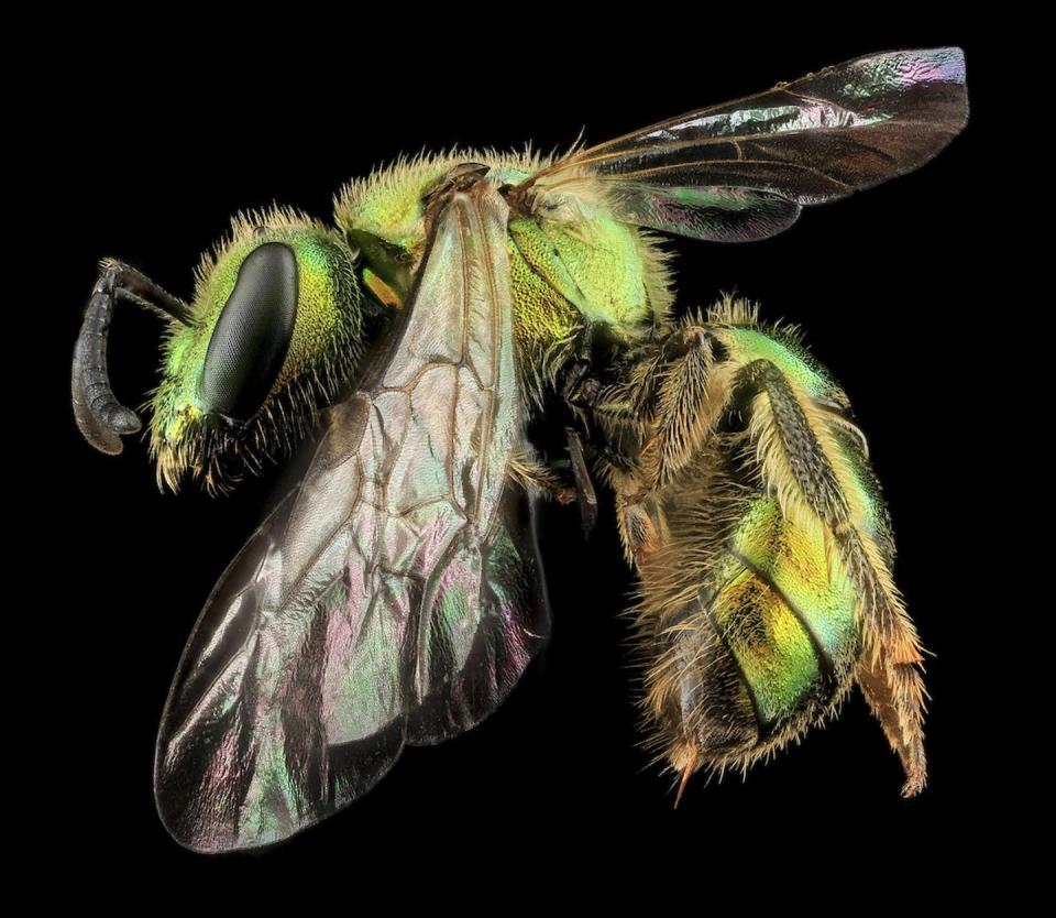 <span class="caption">This beautiful metallic bee, <em>Augochlorella aurata</em>, is found in transmission line corridors across the eastern United States and Canada.</span> <span class="attribution"><span class="license">Author provided</span></span>