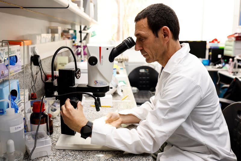 FOTO DE ARCHIVO: El doctor Yuval Cinnamon, investigador principal del Instituto Volcani examina un embrión macho con un microscopio