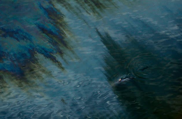 In this July 31, 2010, file photo, a dolphin swims through an oil sheen from the Deepwater Horizon oil spill off East Grand Terre Island, where the Gulf of Mexico meets Barataria Bay, on the Louisiana coast.