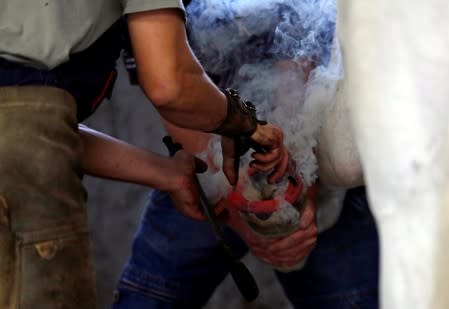 Farriers from The National Stud Kladruby nad Labem replace a horseshoe at a farm in the town of Kladruby nad Labem