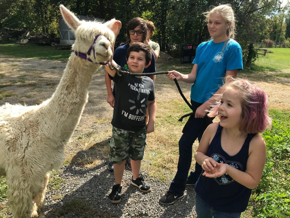 Harley Stone, 6, of Lexington, right, enjoyed meeting Zumia, a white Suri Alpaca at Shady Lane Alpaca Farm at 3073 Gass Road in this News Journal file photo.  A free holiday event for families and kids Saturday at the farm will include photo opportunities with alpacas, petty zoo and more.