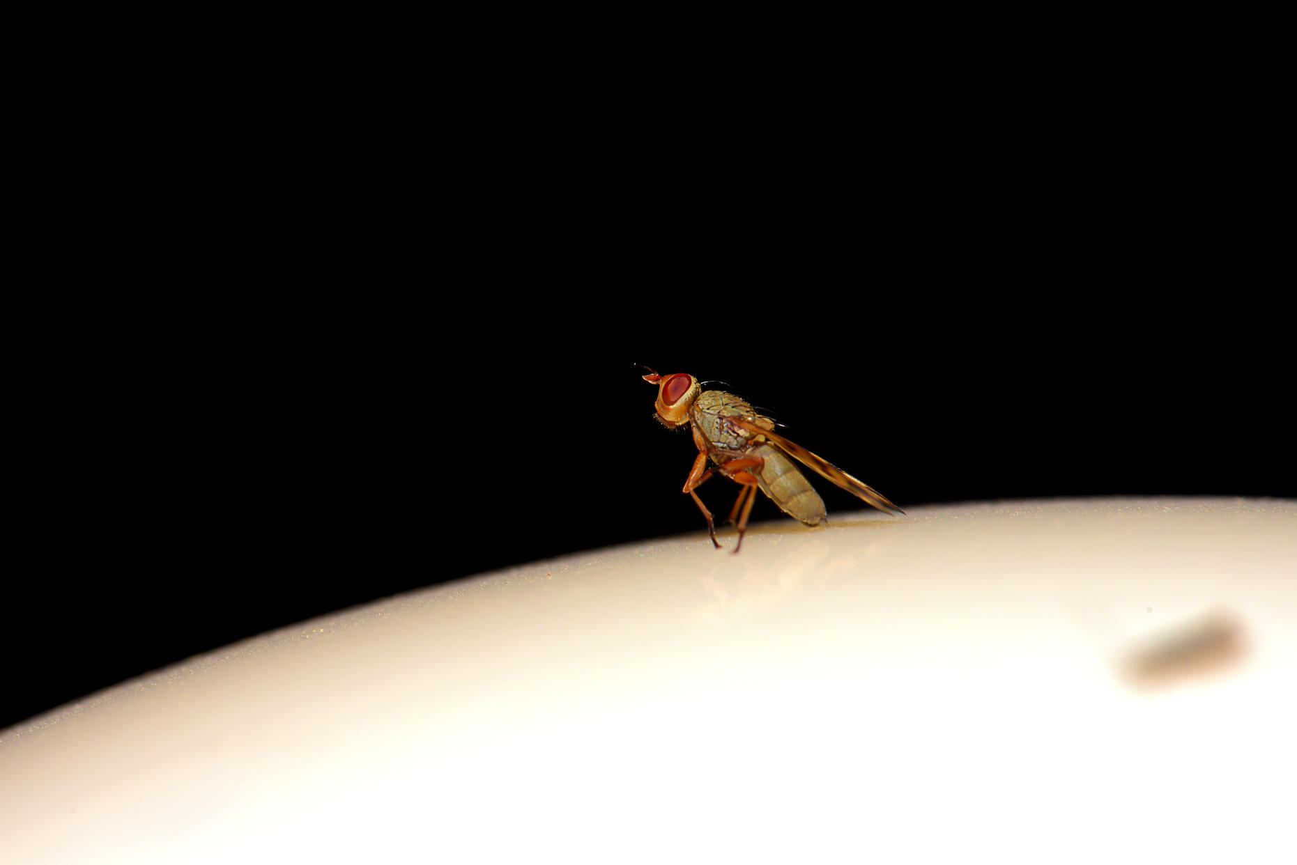 Drosophila, one of the most common fruit flies, on a black background. 