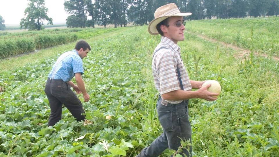 Menonitas en un campo de cultivo