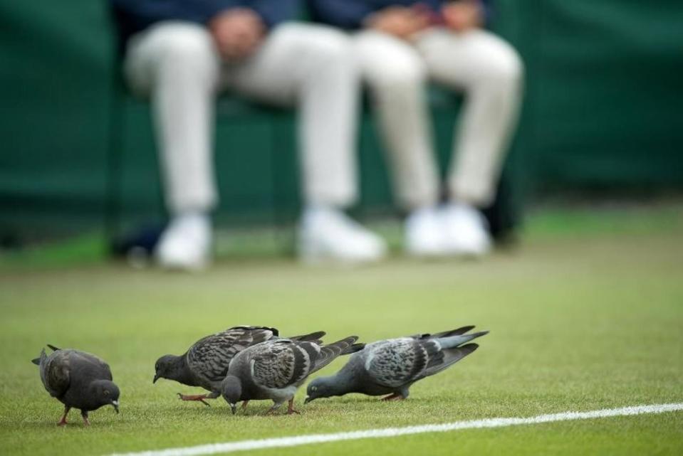 PHOTO: Pigeons invade the courts at Wimbledon. (Wimbledon)