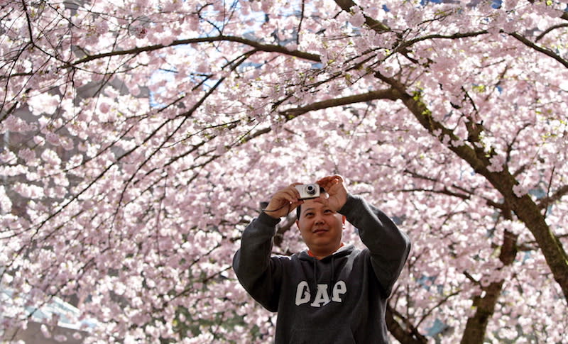 Alex Zhu takes a photo of Vancouver’s cherry blossoms in full bloom in 2009. Photo from CP.