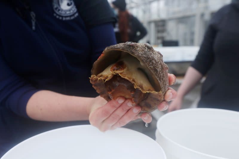 Scientists use 'romantic solution' to save endangered white abalone