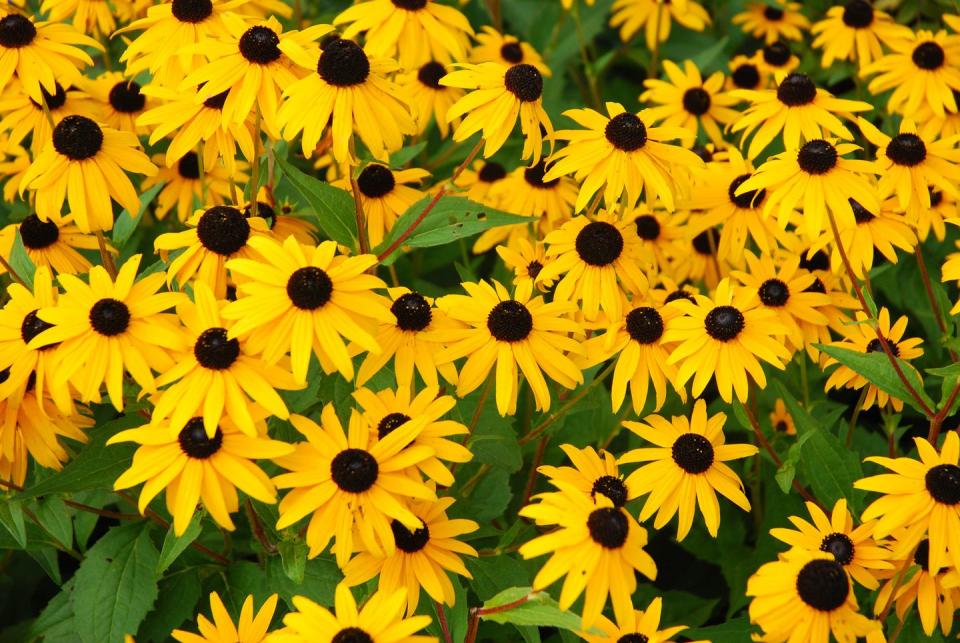 types of wildflowers black eye susan