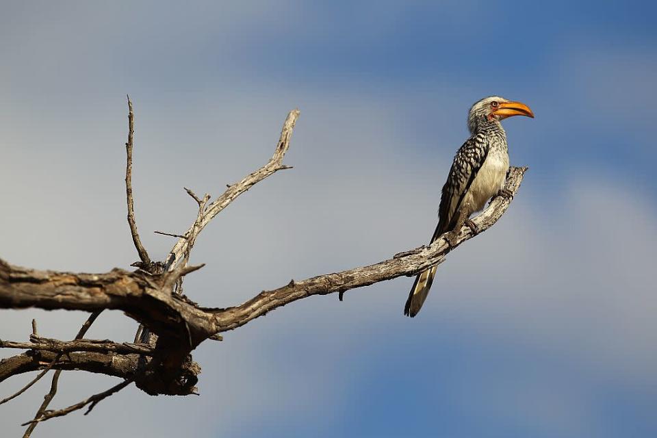 A yellow-billed hornbill on a branch in Edeni Game Reserve, South Africa. Edeni is a 21,000-acre wilderness area with an abundance of game and birdlife near Kruger National Park in South Africa.