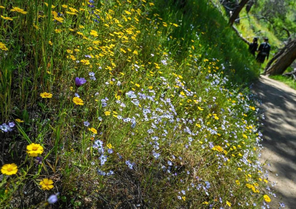 Wildflowers grow next to the San Joaquin River Trail on Wednesday, April 12, 2023.